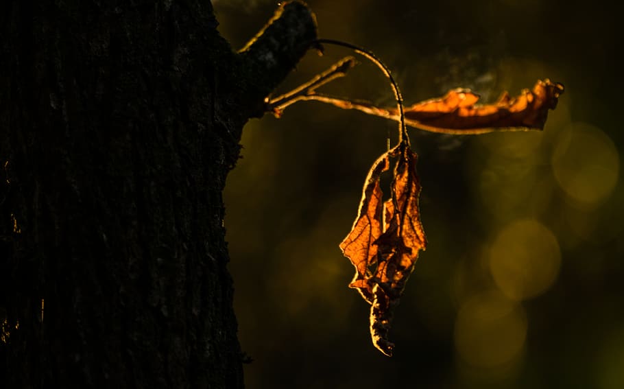 autumn, fall, herbst, höst, brown, leaf, macro, nature, closeup HD wallpaper