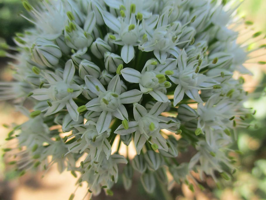flower, white, spring, macro, blooming, nature, beauty, beautiful HD wallpaper