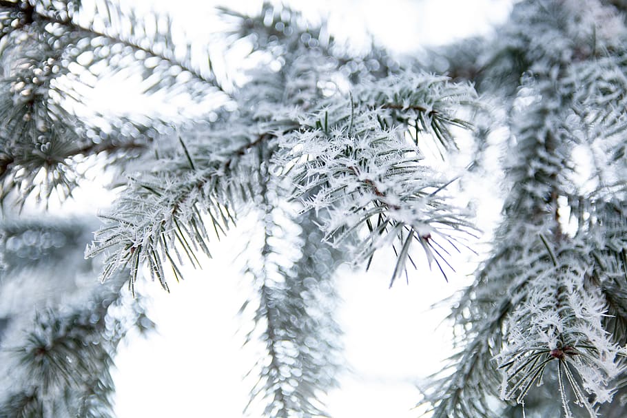 leaf covered with snow, ice, outdoors, nature, frost, tree, plant HD wallpaper