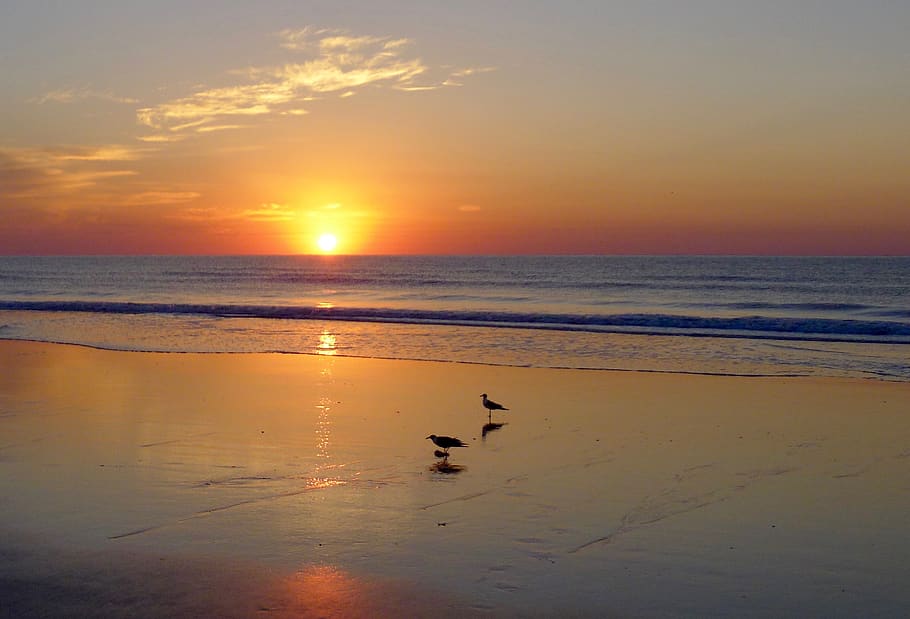 sunset, dawn, water, dusk, beach, reflection, sky, sea, vertebrate HD wallpaper