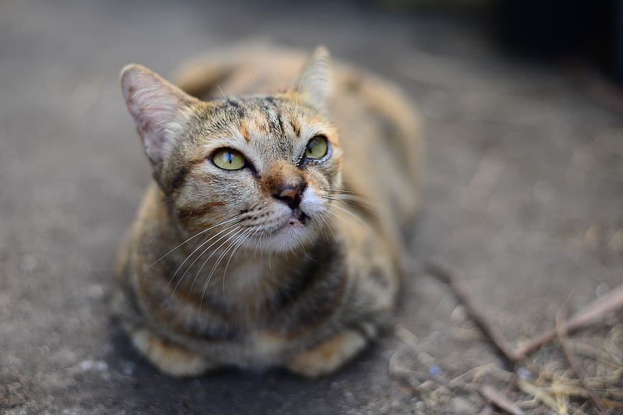 tabby, cat, cute, cats, kitten, pet, animal, young, feline HD wallpaper