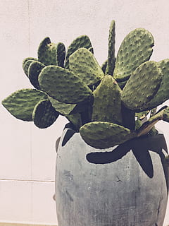 plant, cactus, pot, inflatable, lily, flower, pond lily, blossom HD wallpaper