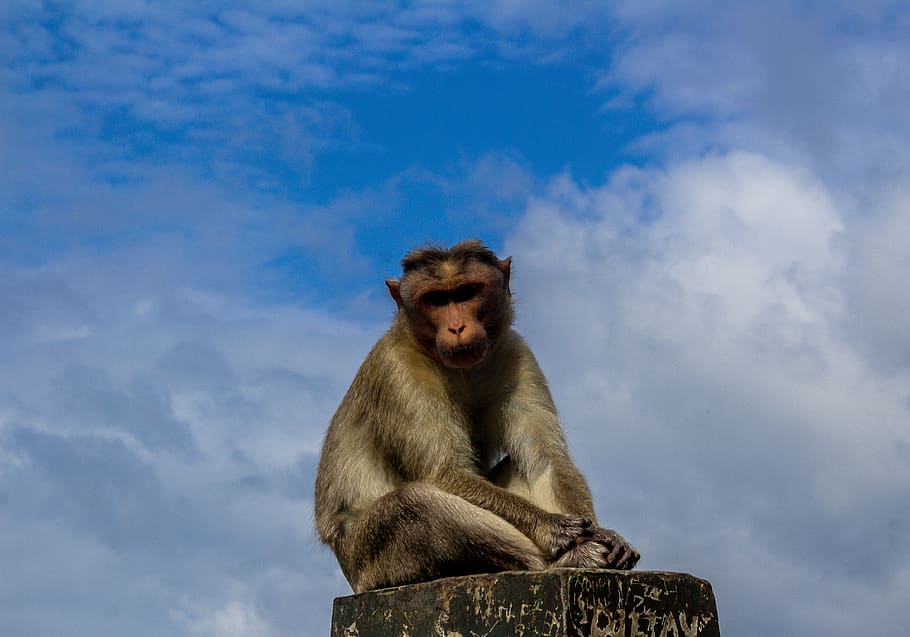india, kerala, primate, mammal, animal wildlife, one animal HD wallpaper