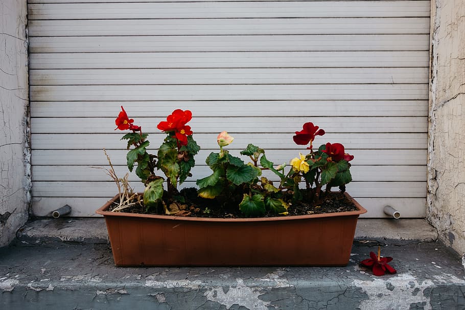 flowers, window, closed, flowerpot, leafs, houseplant, potted plant HD wallpaper