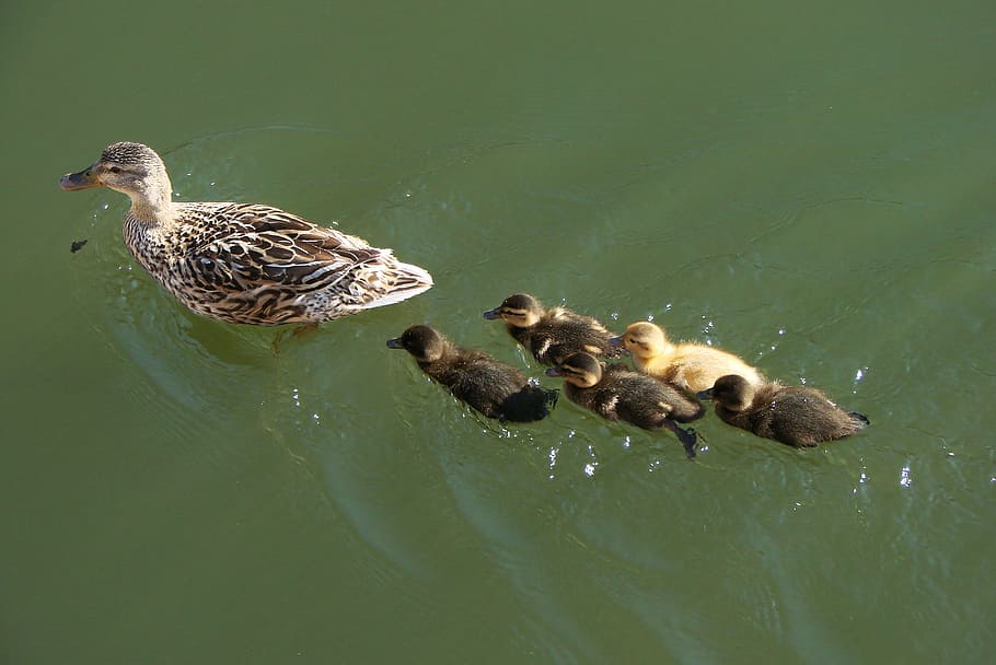 river, lake, duck, bird, animal, nature, duckling, water, animal themes HD wallpaper