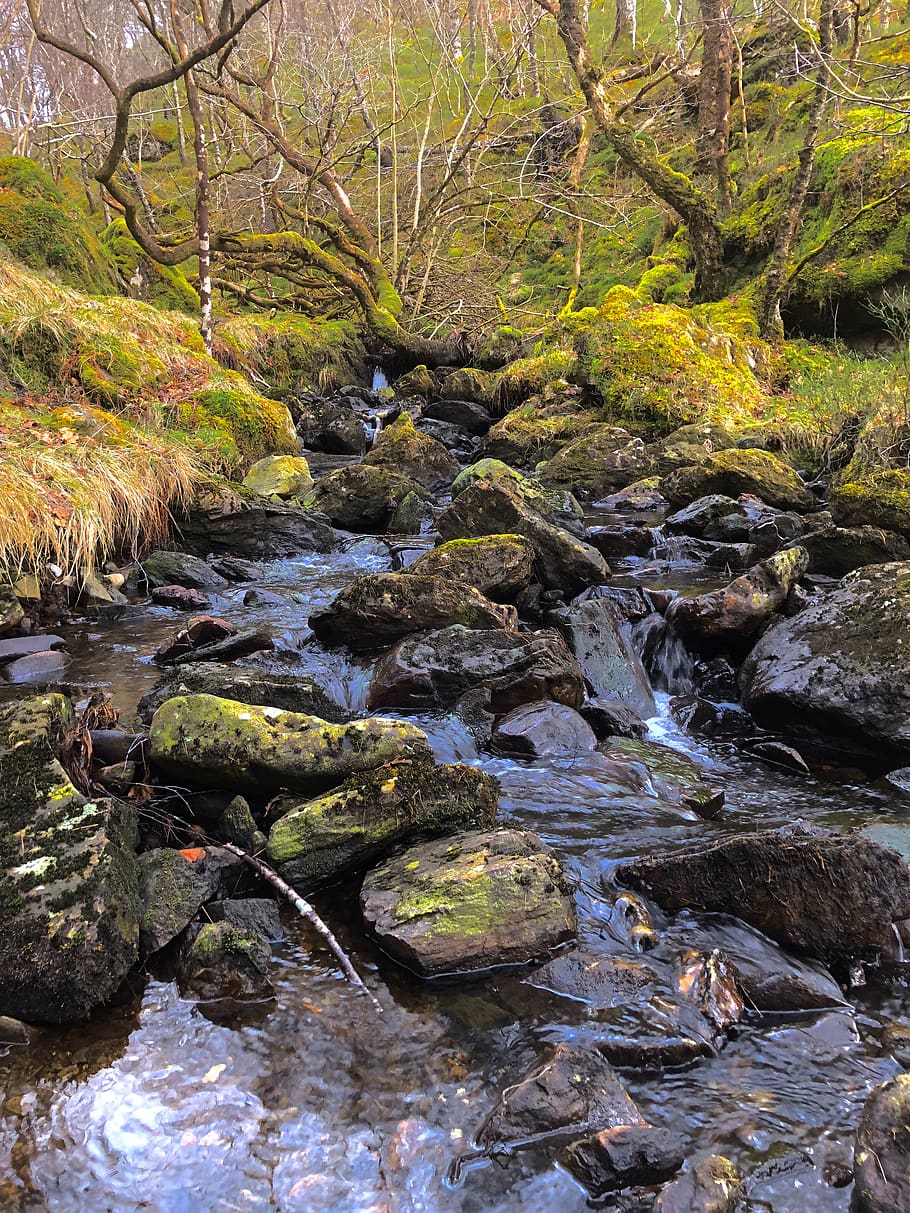 water, stream, babbling, nature, river, landscape, moss, flow HD wallpaper