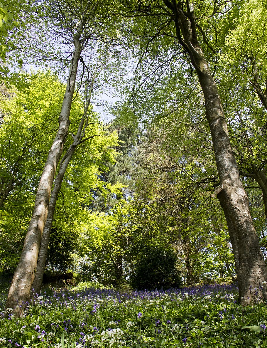 woods, trees, green, plant, growth, beauty in nature, tranquility HD wallpaper