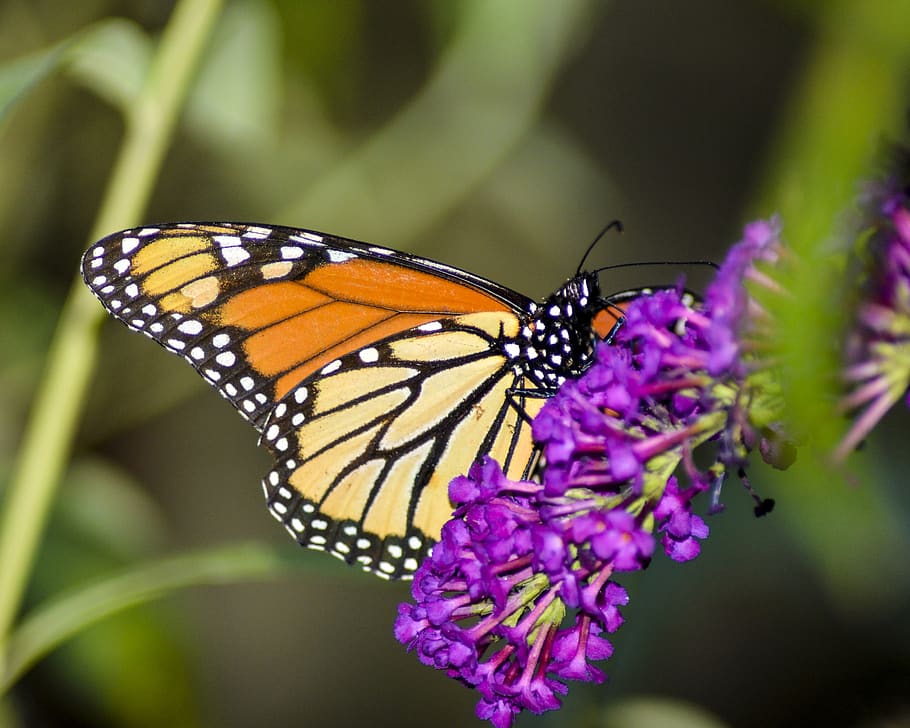 butterfly, insect, nature, flower, wing, monarch, monarch on butterfly bush, HD wallpaper