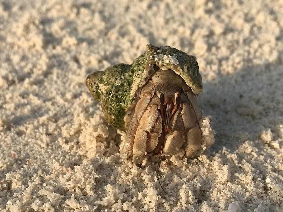 maldives, eydhafushi, soneva fushi, sand, eyes, claws, hermit crab, HD wallpaper