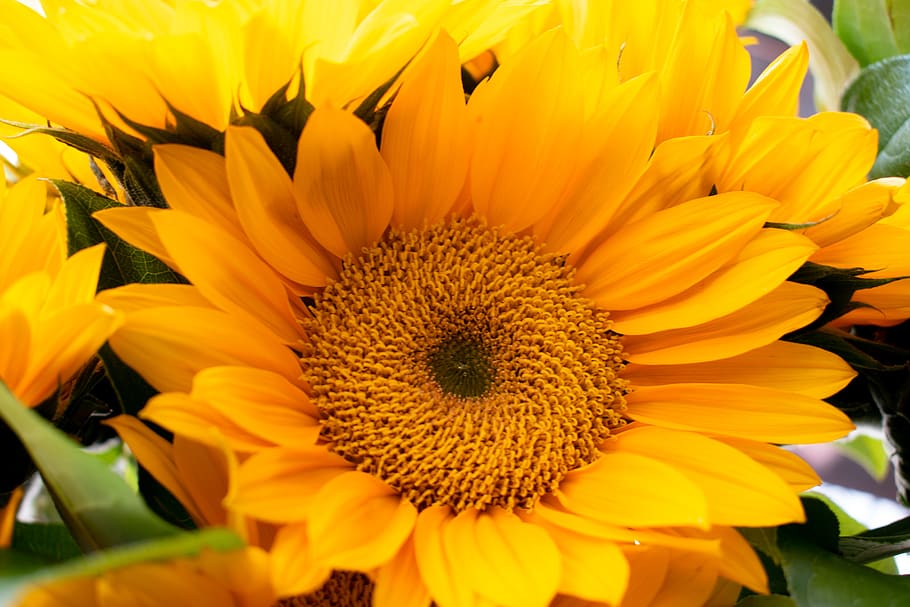 plant, flower, blossom, sunflower, daisies, daisy, treasure flower, HD wallpaper