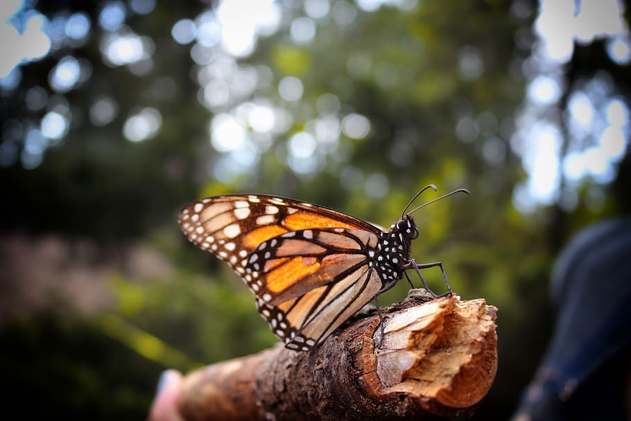 animal wildlife, one animal, invertebrate, insect, animals in the wild HD wallpaper