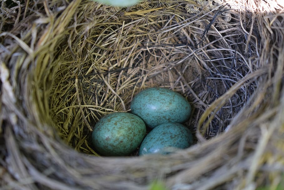 nest, straw, nature, eggs, birds, blackbird, animal nest, new life HD wallpaper