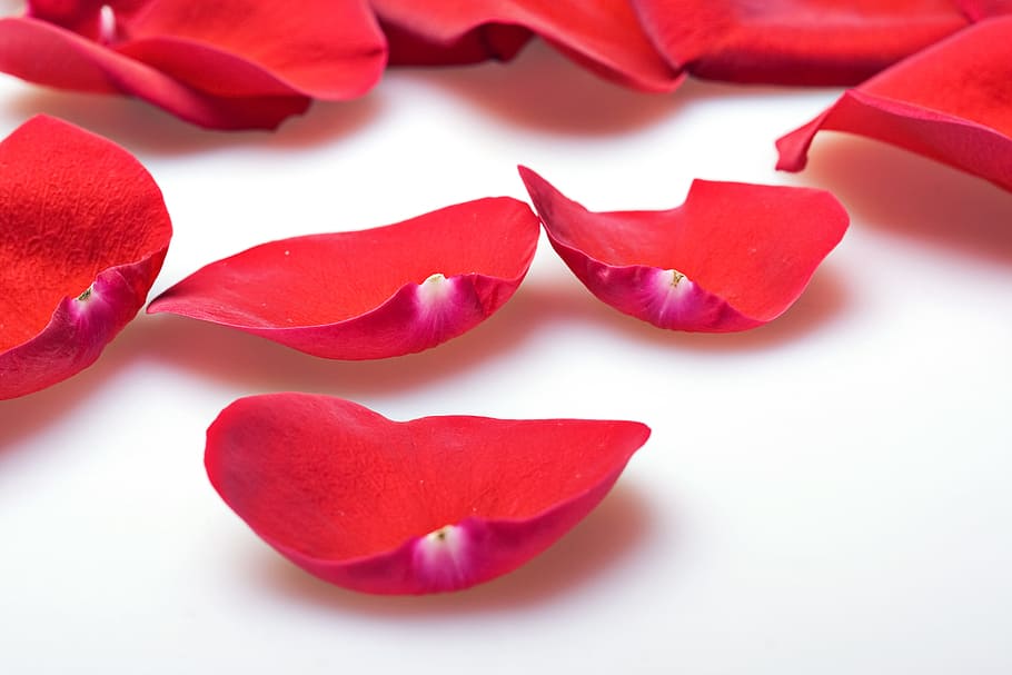 con2011, rose, petals, red, beauty in nature, flower, close-up HD wallpaper
