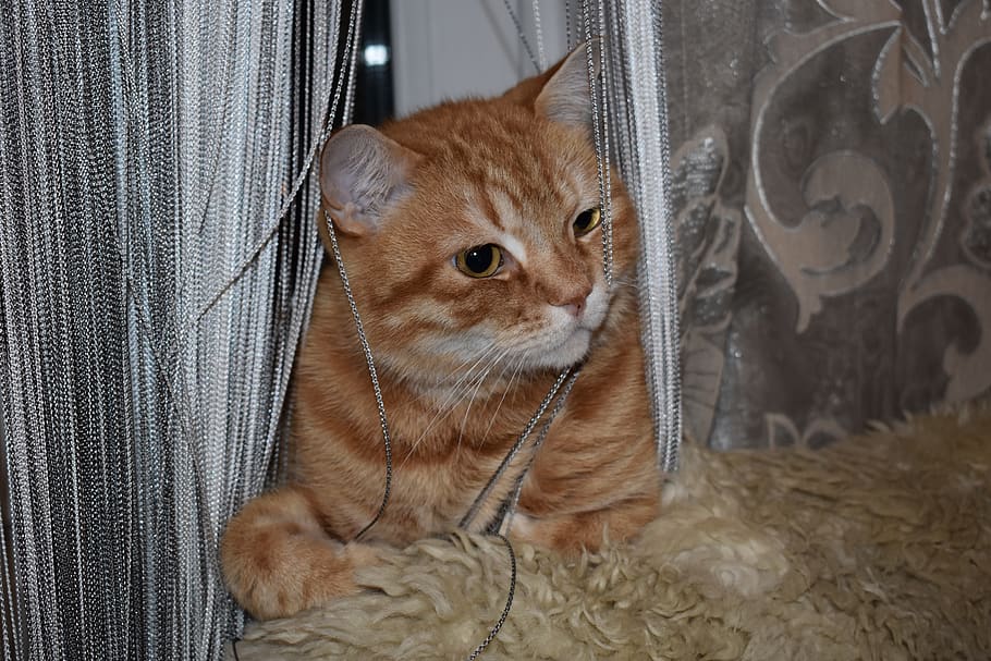 cat, redhead, sitting, curtain, yarn, hide, portrait, window HD wallpaper