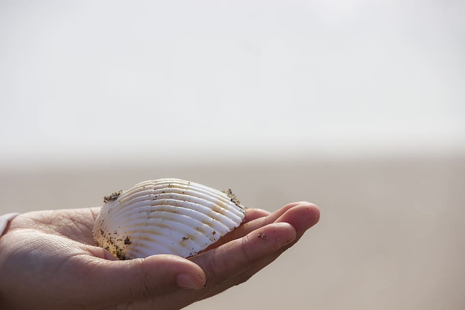 sea shell, hand, nature, water, seashells, fingers, woman, outdoor HD wallpaper