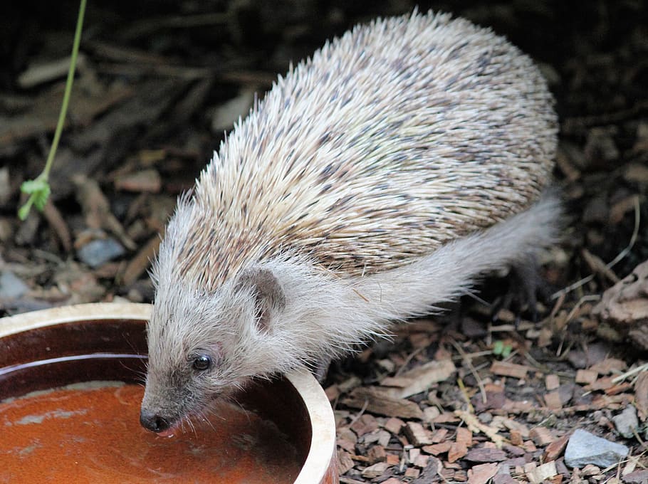 hedgehog, quills, animal, insectivore, mammal, drink, bowl, HD wallpaper