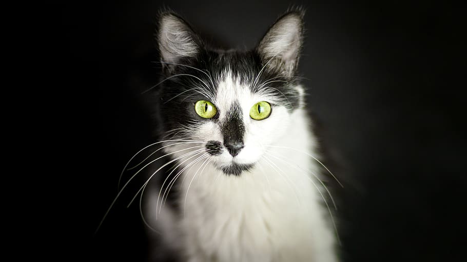 tuxedo cat, domestic, animal themes, domestic cat, pets, domestic animals HD wallpaper