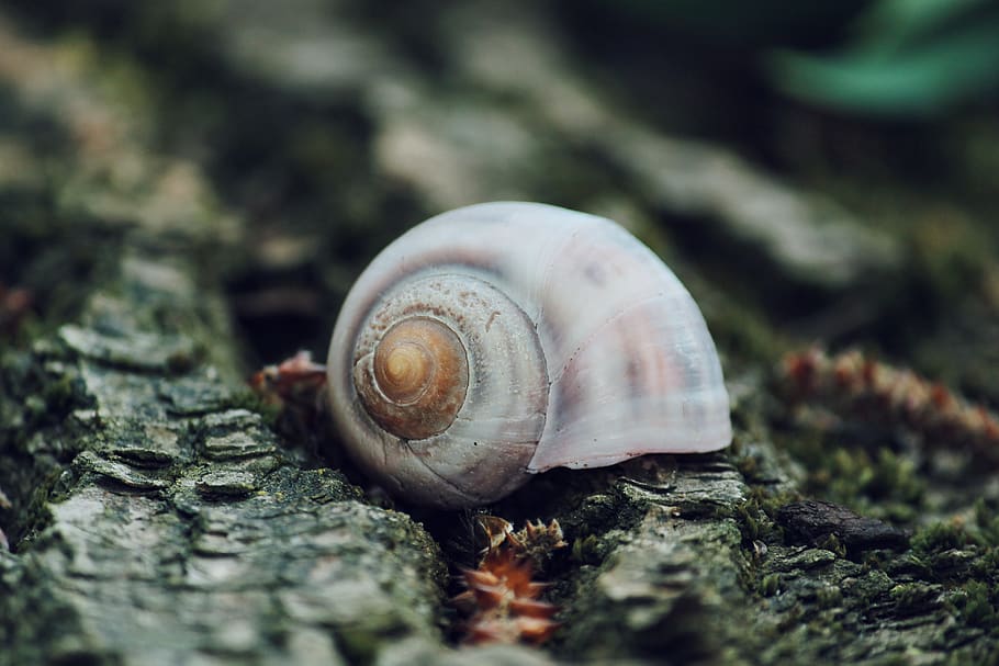 snail, animal, shell, lonely, alone, tree, log, bark, nature HD wallpaper