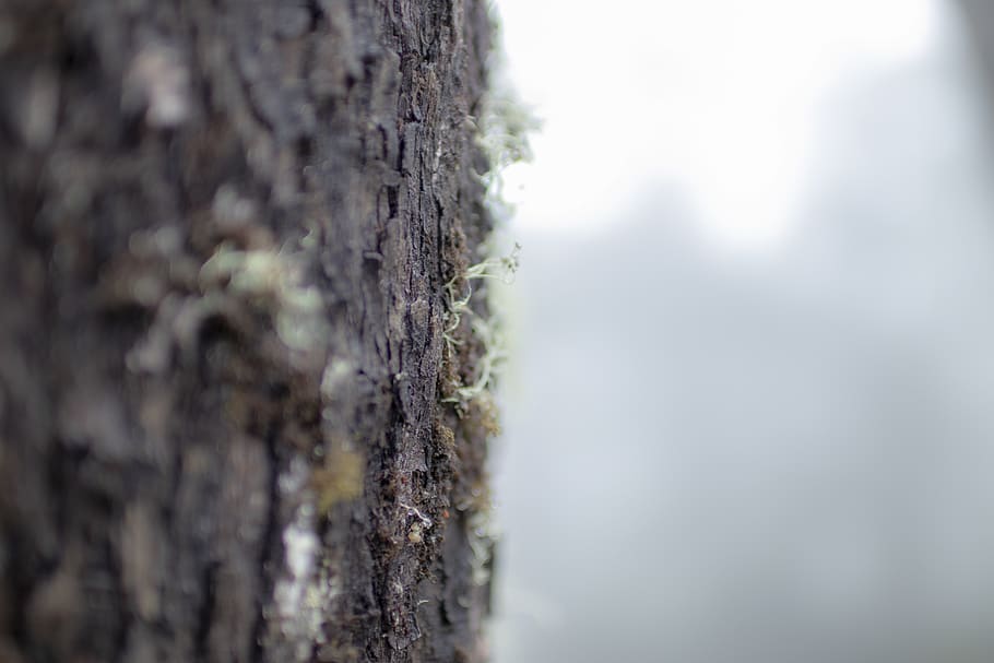 plant, tree, tree trunk, moss, produce, vegetable, food, grain HD wallpaper
