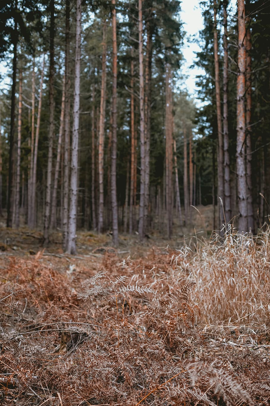 green trees during daytime, vegetation, plant, land, woodland HD wallpaper