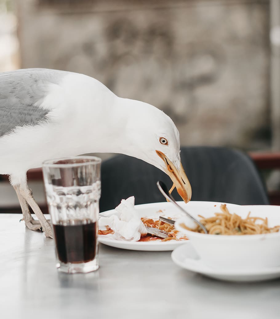 bird standing on table, tallinn, estonia, beverage, drink, cup HD wallpaper