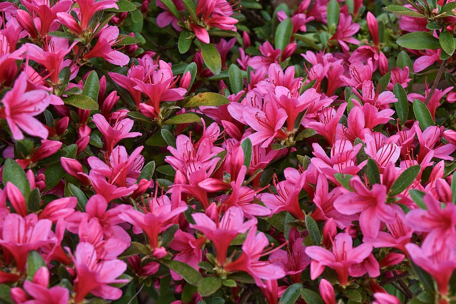 flowers, spring, nature, blossom, bloom, plant, pink, petals HD wallpaper