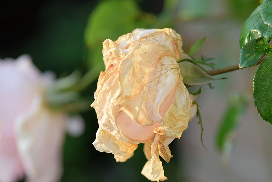 rose, rambler, wilted, garden, nature, flower, plant, close-up HD wallpaper