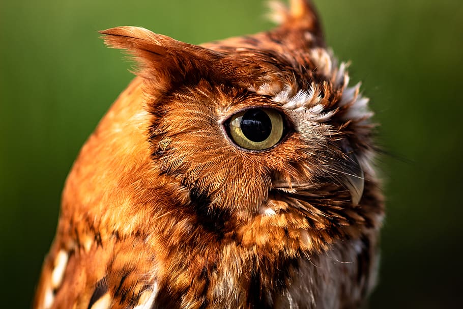 close-up photography of brown owl, animal, bird, beak, chicken, HD wallpaper