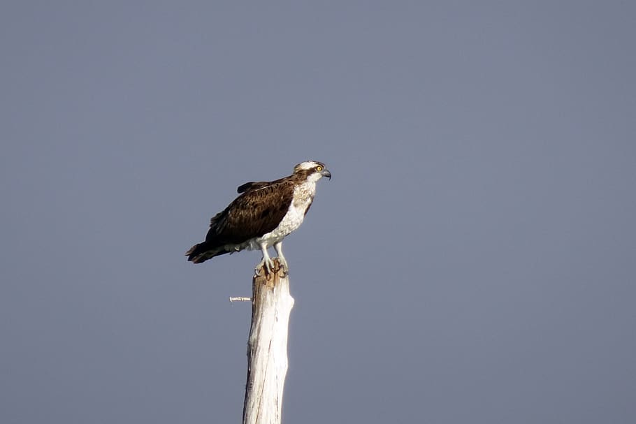 bird, osprey, western osprey, pandion haliaetus, sea hawk, river hawk