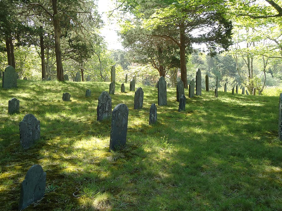 cemetery, graveyard, grass, trees, old, headstones, plant, tombstone HD wallpaper