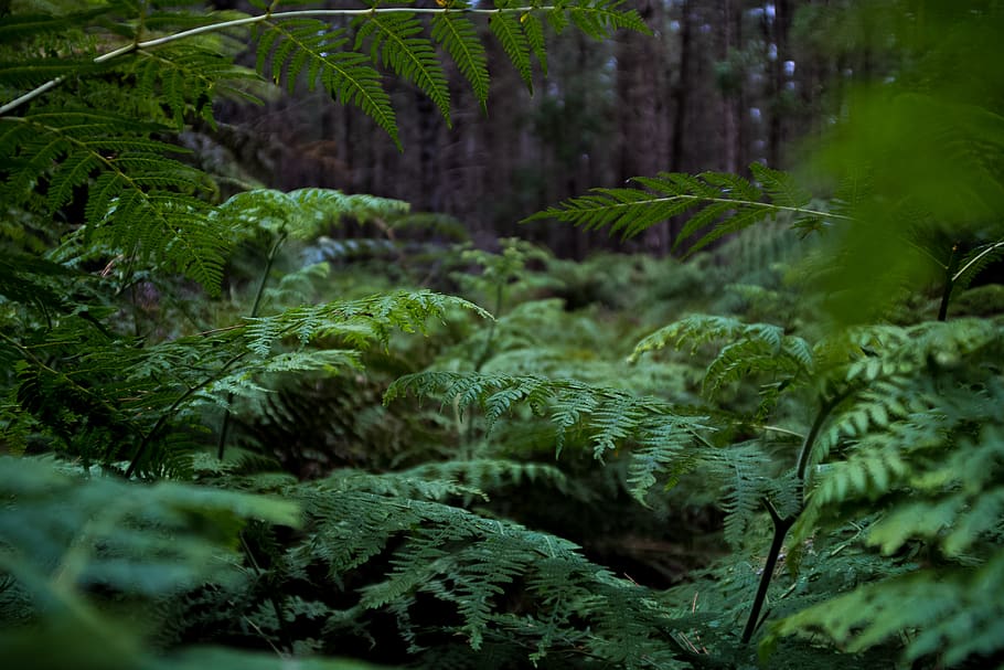 green trees and plants, green color, growth, forest, beauty in nature HD wallpaper