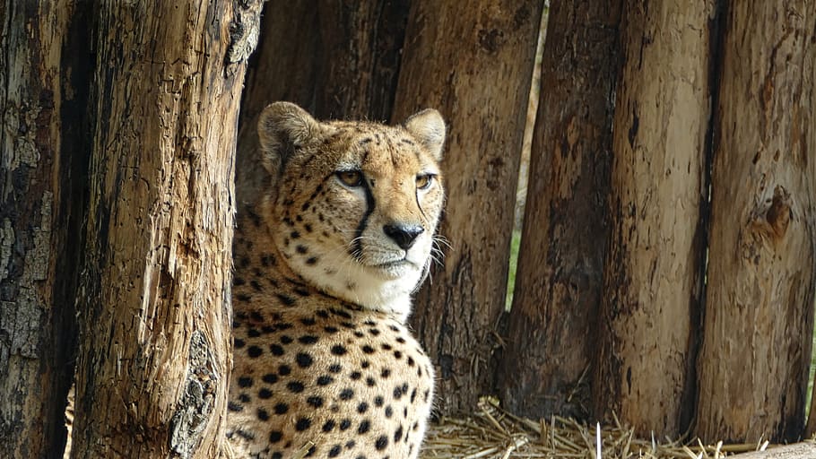 cheetah, wild, nature, safari, predator, africa, iran, feline HD wallpaper
