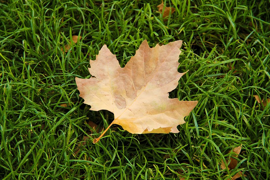 leaf, grass, nature, leaves, green, garden, plant, field, autumn HD wallpaper