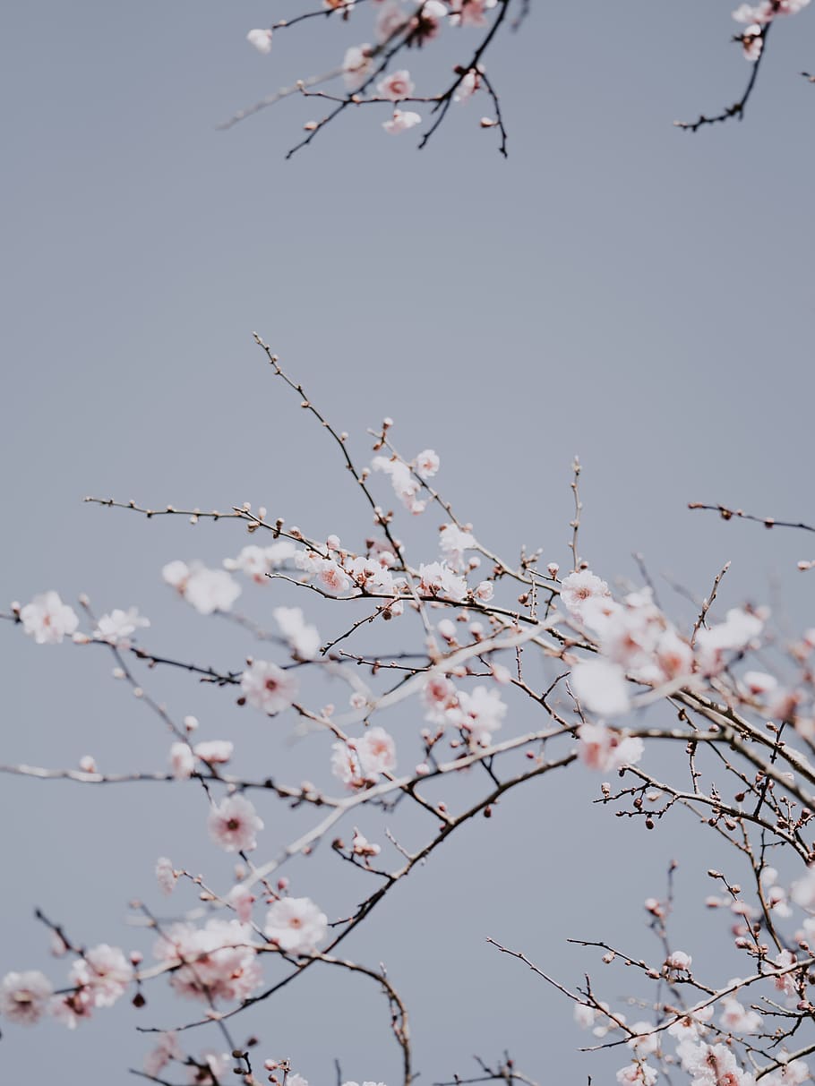 white petaled flowers, plant, sky, flowering plant, growth, beauty in nature HD wallpaper