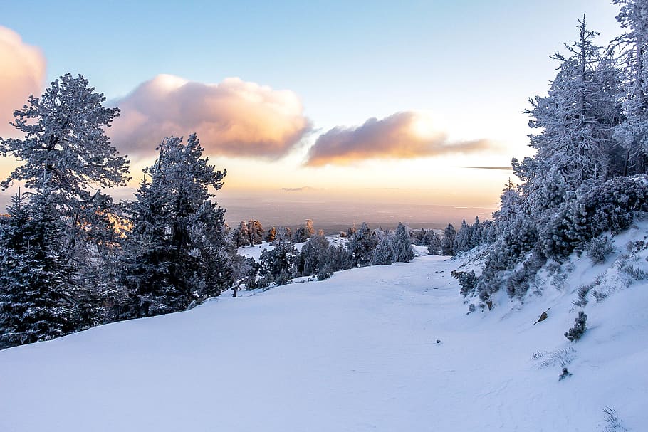 snow covered pine trees, winter, plant, cold temperature, sky, HD wallpaper
