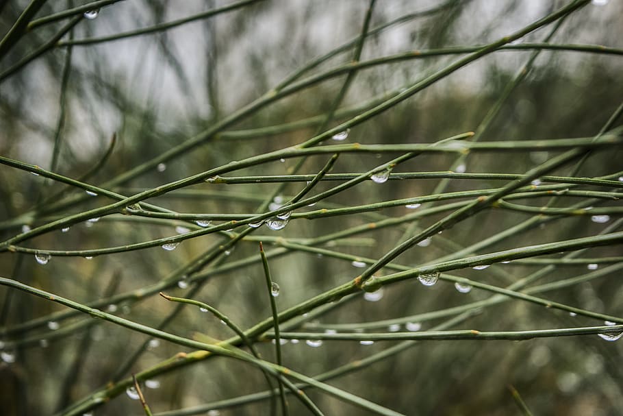 rain, drop, damp, drip, nature, wet, green, plant, droplets HD wallpaper
