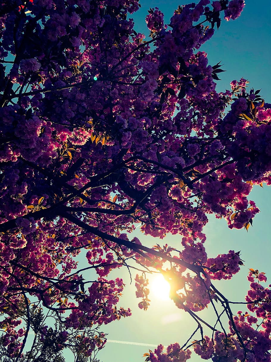 tree, leaves, flowers, sun, nature, plant, growth, flowering plant HD wallpaper