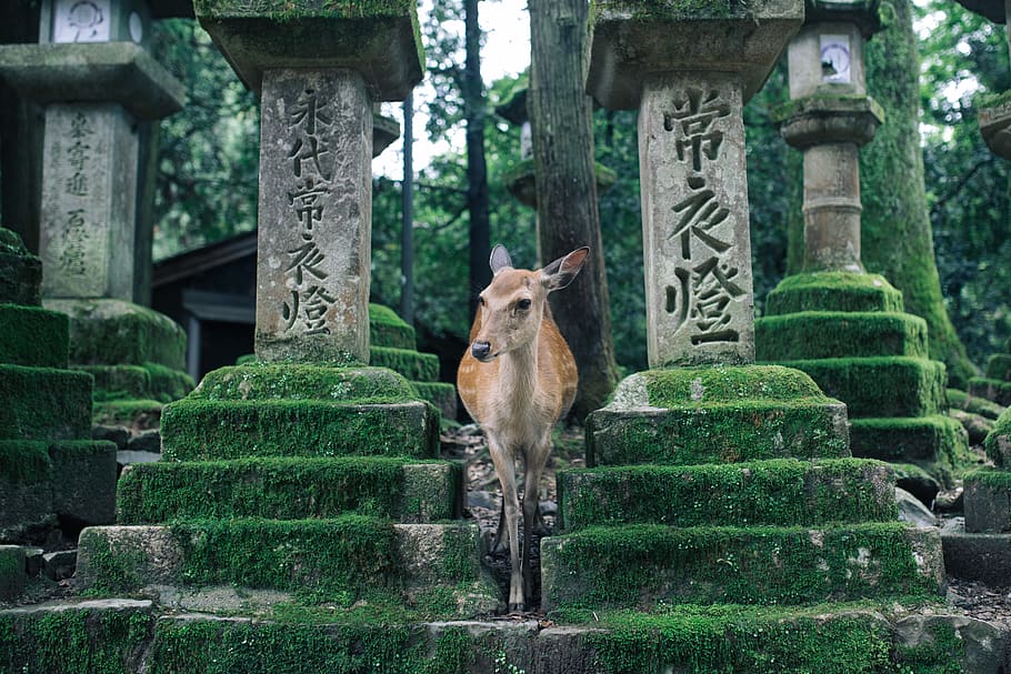 deer in between posts, tomb, japan, 160-7 kasuganochō, nara-shi HD wallpaper