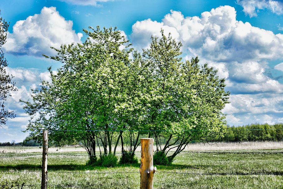spring, tree, clouds, fencing, zagrodzenie, may, sky, village HD wallpaper