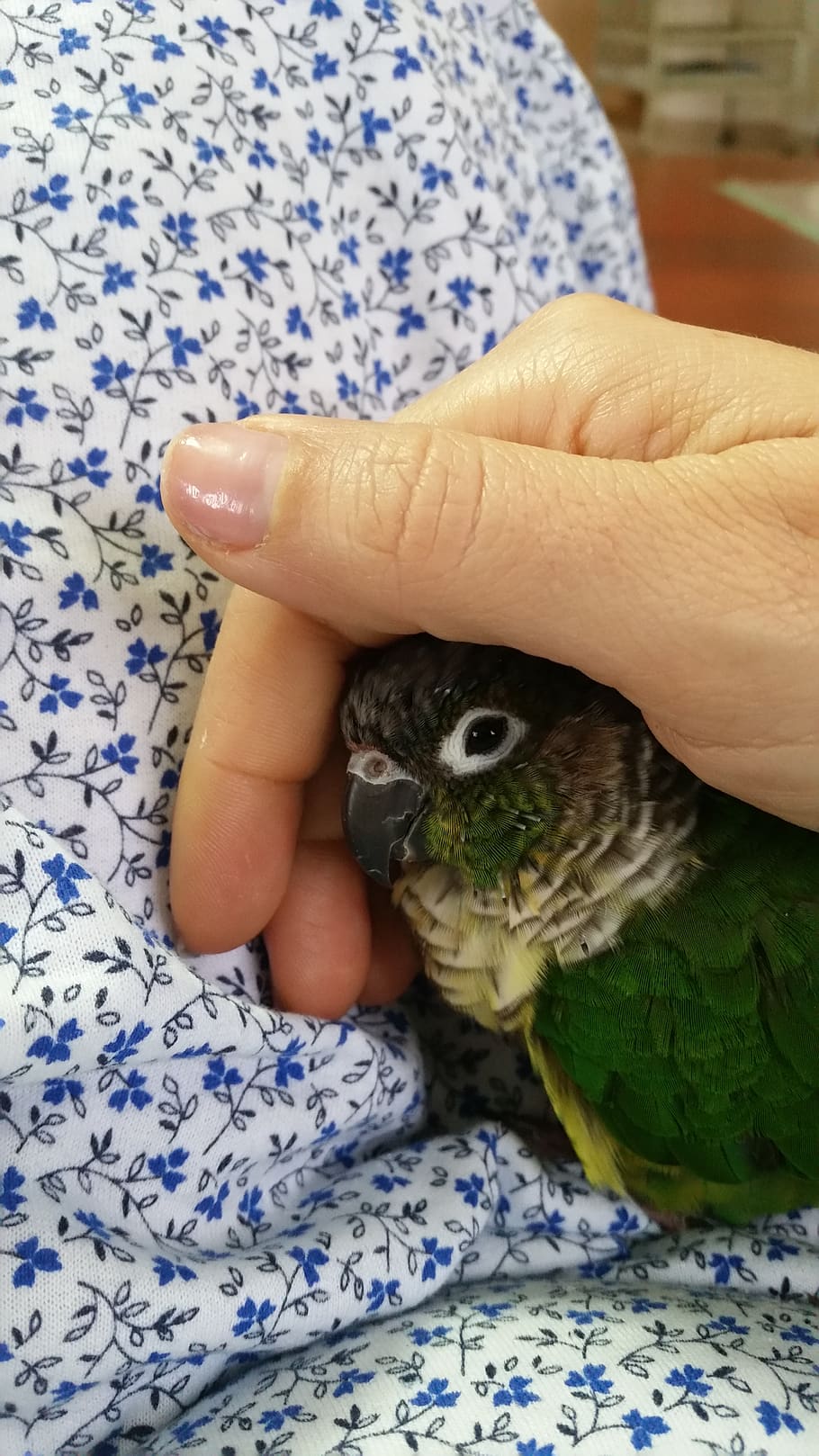 trust bird, love, hand, one animal, human hand, vertebrate HD wallpaper