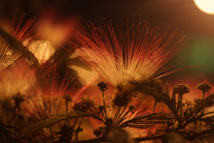 flare, light, plant, flower, blossom, photography, nature, outdoors HD wallpaper