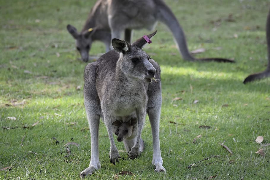 australia, nature, kangaroo, animal themes, mammal, field, grass HD wallpaper