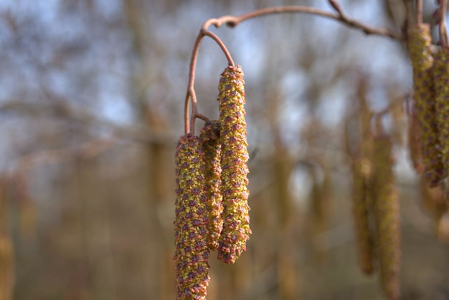 hazel, tree, spring, season, forest, winter, garden, plant HD wallpaper