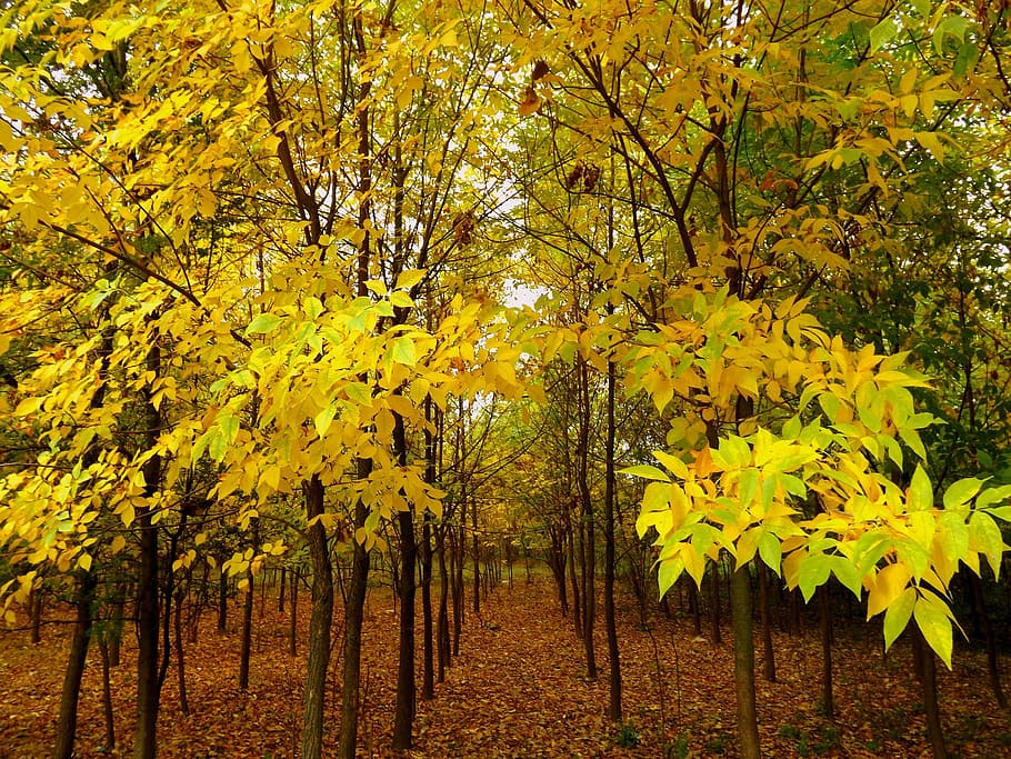 forest, tree, wood, fire, nature, leaf, plant, autumn, beauty in nature HD wallpaper