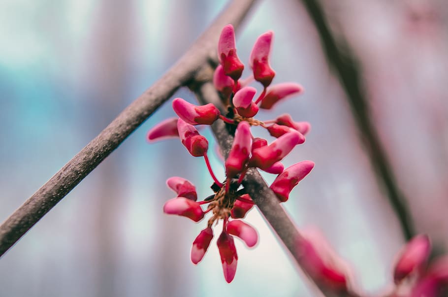 plant, freshness, pink color, growth, tree, branch, close-up HD wallpaper