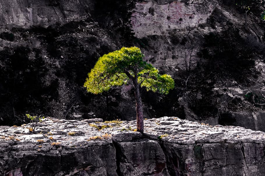 green tree on rocky mountain, plant, tree trunk, outdoors, nature