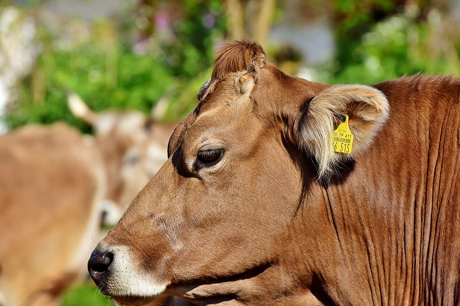 cow, beef, cattle, ruminant, livestock, dairy cattle, horns HD wallpaper