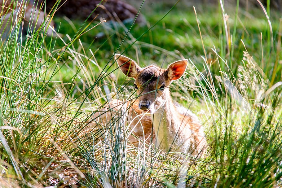 park, deer, wild, mammal, young, bambi, cute, forest, nature HD wallpaper