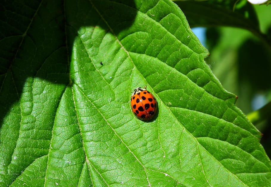 leaf, insect, ladybug, closeup, nature, plant part, green color HD wallpaper