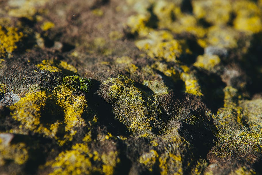 moss, nature, selective focus, no people, growth, close-up HD wallpaper